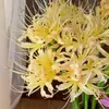 Bulbos de lirio de los valles, Plantas de amarilis en maceta, Semillas de licina, bulbos grandes, flores de balcón, florecen en todas las estaciones