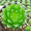 La nueva sala de estar es buena para alimentar la planta carnosa grande de jade cristalino de cereza rocío de longevidad plateada 12 rollos planta carnosa verde flores