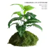 Musgo Sintético Decoración Suave para Interiores Conjunto de Micro-Paisajismo Combinación Ventana Pasillo Musgo Falso Planta Verde Decoración de Paisajismo Arreglo