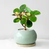 Planta Verde Pequeña en Maceta con Frutos, Maceta de Cerámica Árbol Bodi, Adorno de Escritorio Estilo Zen Chino, Fácil de Cuidar