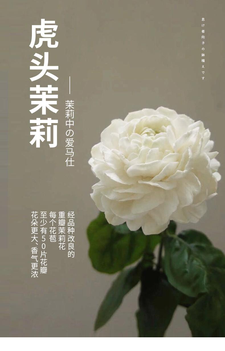 790_01.jpg