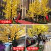 Hoja de ginkgo artificial, rama falsa, decoración, hoja de árbol amarilla, flor de plástico, planta de flores falsas, planta verde, ingeniería de interiores, paisajismo.