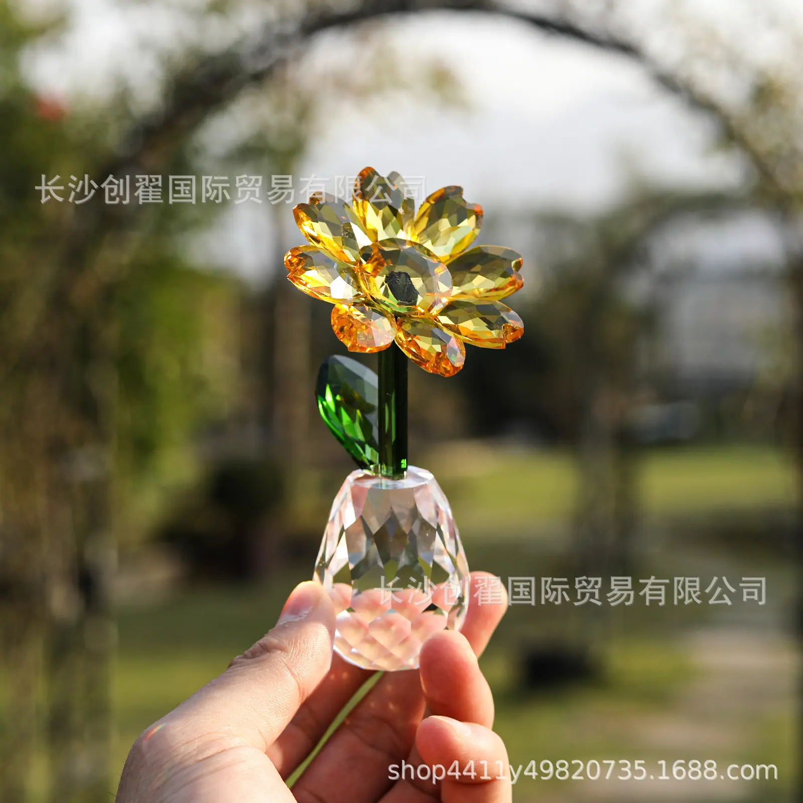 太阳花_11.jpg