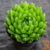 La nueva sala de estar es buena para alimentar la planta carnosa grande de jade cristalino de cereza rocío de longevidad plateada 12 rollos planta carnosa verde flores