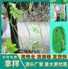 Red de trepado para plantas, red verde para horticultura, red de rejilla para flores, red de andamio para crisantemos, apios y lirios, red resistente al viento y al encamado.