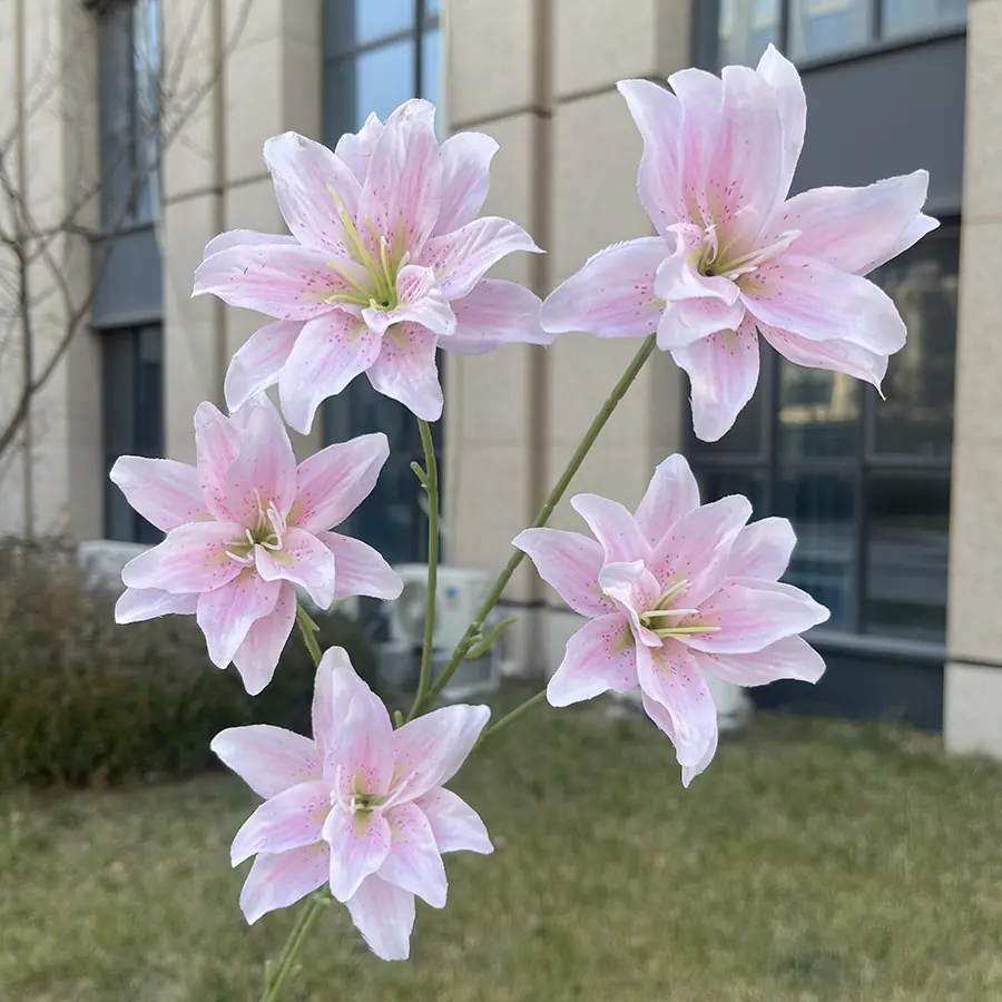 5头莫奈金玉百合花-浅粉.JPG