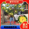 Dropshipping Ciruelo Abeja Extra Grande Nueva Variedad Crujiente Dulce Sin Hueso en Maceta Plantación en Tierra Plantación de Patio Todo el Año