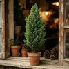 Planta en maceta de árbol de Navidad pequeño de Amazon, mini árbol de Navidad creativo de mesa para decoraciones de fiesta de Navidad, pino y abeto