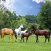 Escultura de Caballo Realista Grande de Fibra de Vidrio para Pastizal al Aire Libre, Adorno de Caballo para Cultura Agrícola y Decoración de Paisaje de Jardín