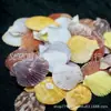 Directo de Fábrica Concha Caracola diy Accesorios para Joyería de Concha de Caracola Hechos a Mano
