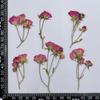 Rosa Multicabeza Rosa Pequeña Flor Seca Planta Estampada Espécimen Material de Gel Goteando Funda para Teléfono Móvil Velas Marco de Fotos Decoración Material Hecho a Mano
