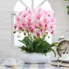 Las plántulas de Phalaenopsis son fáciles de cultivar en todas las estaciones. Plantas Verdes y Flores en Maceta para Balcón de Oficina en Interiores Fáciles de Cultivar