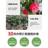 Camelia Xiangfei en maceta con brotes, flor roja de cinco colores, fácil de cultivar en interiores, florece en cualquier estación.