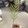 Planta de simulação de fornecimento transfronteiriço Acessórios de decoração de árvore de Natal Guirlanda de Natal Agulhas de pinheiro Folhas de borracha macia DIY