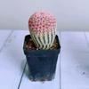 Nuevo Set de Cactus con Calabaza de Sol Rojo para Principiantes, Planta Suculenta de Fácil Cuidado para Decoración Interior de Sala de Estar
