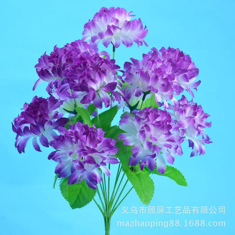 12头爪菊12