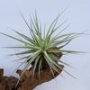 Variedades de Flores Algodão Doce Fáceis de Cultivar em Cachos, Fornecimento Direto do Fabricante, Enviado da Base, Plantas Aéreas, Plantas Sem Solo, Venda por Atacado de Tillandsia