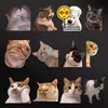 Pegatinas para Coche de Memes de Gatos, Calcomanías Divertidas de Emoticonos de Hakimi para Coche, Precaución para Principiantes, Pegatinas para Coche de Perros Hakimi