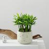 Planta de Oficina Podocarpus Verde Planta de Escritorio en Maceta a Prueba de Radiación Planta para Sala de Estar Purifica el Aire Perenne Todo el Año