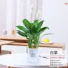 Nueva Planta de Anthurium Hidropónico en Maceta, Palma Blanca y Eneldo Verde, Florales de Interior Florecen Suavemente en Todas las Estaciones y la Buena Suerte Está en Almacén