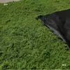 Musgo filamentoso de pelo blanco musgo de lana de hierba musgo verde artificial arreglo de paisaje césped bonsái plantación en maceta