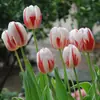 Resistencia al FríoTulipán Holandés Hidropónico Planta de Floración Cuatro Estaciones Planta Verde Flores en Maceta para Sala de Estar Apto para Principiantes