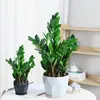Árvore da Fortuna Planta em Vaso Grande Árvore da Fortuna Planta Verde Pequena Árvore da Fortuna Sala de Estar Escritório Flores de Interior Bonsai Cordão da Fortuna