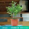 Plantas Fragantes de Madera de Pimienta en Maceta, Plantas Repelentes de Mosquitos para Interiores y Exteriores, Plántulas, Bonsái Estilo Zen Chino, Plantas Verdes Fáciles de Cuidar, Siempre Verdes Todo el Año