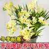 Bulbos de fresia de pétalos dobles, importados, fáciles de mantener durante todo el año, plantas ornamentales de flor en maceta, semillas de plantas bulbosas