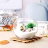 Florero de vidrio para plantas hidropónicas, eneldo verde cultivado en agua, bambú rico, pasto cobre para dinero, pecera, absorción automática de agua, planta verde, creativo boca oblicua