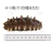 Dalian Congelado Listo Para Comer Pepino de Mar Fuente Fabricante Mayorista Fábrica de Pepino de Mar Suministro Directo Una Pieza Nutritivo