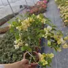 Buganvília em seu Vaso e Terra Originais, Planta de Vaso Púrpura de Yunnan, Florindo em Todas as Estações, Fácil de Manter para Varanda e Jardim