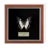 Especimen de Mariposa Real Colgante de Madera Estilo Nórdico Simple Moderno Regalo de Cumpleaños Marco de Fotos de Madera Simple