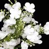 Decoración de boda flor artificial pequeña aliento de bebé hortensia estrella decoración flor artificial pequeña de flor de ciruelo pequeña flor para sostener flor falsa al por mayor