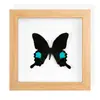Decoración de Vestíbulo Marco de Fotos de Animales Insectos Raros Mariposa Olvida-La-Preocupación Espécimen de Mariposa Real Pintura Decorativa de Fondo para Mujeres