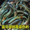 Pez Luchador de Siam fácil de criar Pez Gourami Gigante pez ornamental pez de agua fría alevines cambiar agua no necesita fuego australiano otro