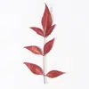 Planta de Hojas de Nandina Especimen Real Hoja Real Especimen DIY Funda de Teléfono de Resina Marcapáginas Lámpara de Escritorio para Niños Pegatina