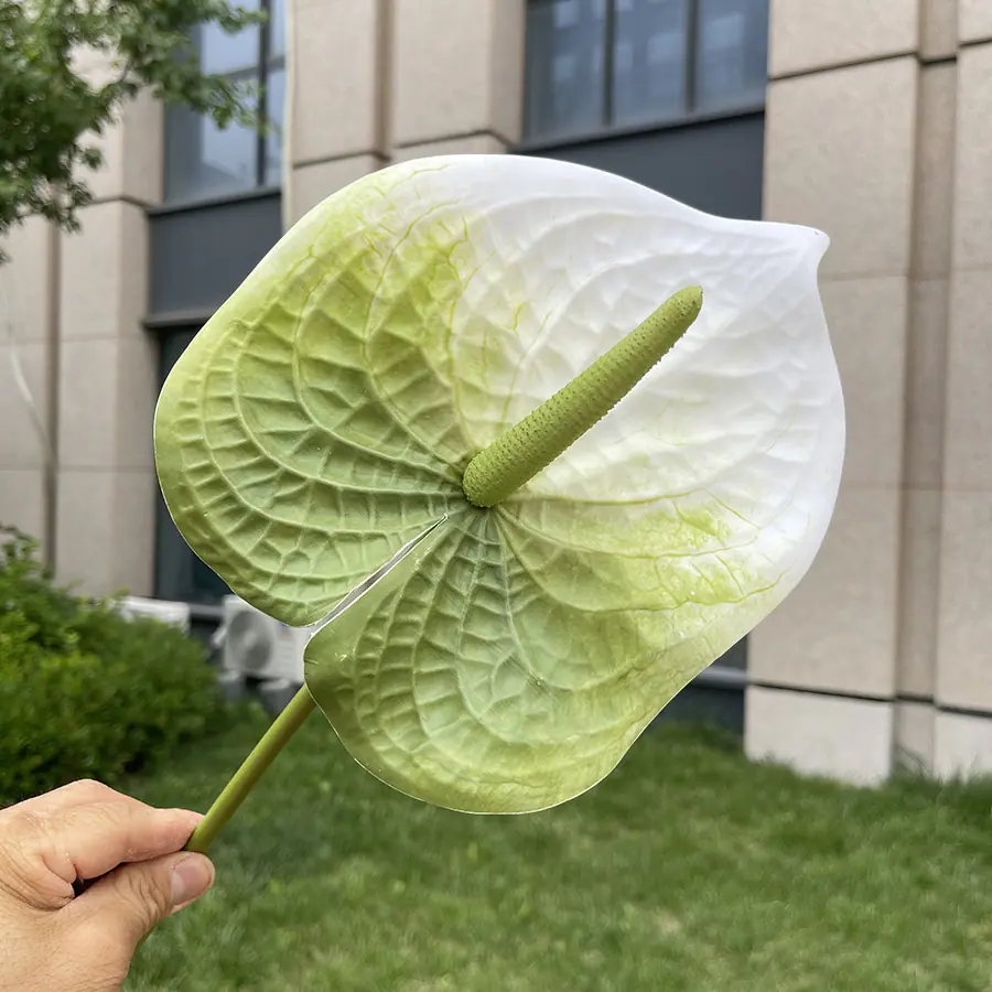 1号3D打印大红掌-xjmlkx 5#绿底白头.JPG