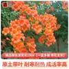 Plántulas de Flor Lingxiao Resistentes al Frío, Enredaderas Trepadoras, Florales de Floración Cuatro Estaciones, Plántulas Grandes, Plantas Verdes, Plantas en Maceta, Florales de Petardos para Patio Balcón, Glicina