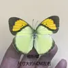 Venta Directa al Por Mayor de Fábrica de Especímenes Reales de Mariposas con Alas Extendidas, Diversos Insectos y Escarabajos, Accesorios para Fotos, Educación Científica, Especímenes Naturales