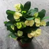 Planta de Vaso Rosa Tigre Espinhoso Multicolor Begônia de Ferro Planta de Interior Hidropônica Planta Fácil de Cuidar para Sala de Estar Planta Verde Absorvedora de Formaldeído