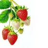 Pegatinas Impermeables para Cocina con Atractivo Diseño de Fresas, Pegatinas para Refrigerador, Pegatinas para Vidrio de Gabinetes de Restaurante