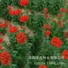 180 Variedades de Sementes de Flores Não Repetitivas, Fáceis de Cultivar em Todas as Estações, Podem Afastar Mosquitos, Adequadas para Varandas Internas e Externas, Distribuição Transfronteiriça