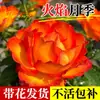 Envío Directo Arbusto en maceta Rosa Flameante con flores grandes, microfloración, fragancia fuerte, plántulas de rosa para flores de balcón