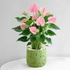 Planta en Maceta de Anturio con Flores, Planta de Interior para Escritorio de Oficina, Planta Verde para Sala de Estar, Purifica el Aire, Bonsái Fácil de Mantener