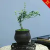 Planta Pequeña en Maceta con Borde Dorado Nieve de Junio Acantilado Raíz Elevada Escritorio Oficina Flor Interior Floración Tronco Viejo Significado Zen Bonsái