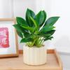 Planta Princesa Verde en Maceta Diamante Dorado Planta de Follaje Verde para Escritorio de Oficina Purifica el Aire y Absorbe Formaldehído Planta de Hoja Grande