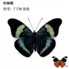 Venta Directa al Por Mayor de Fábrica de Especímenes Reales de Mariposas con Alas Extendidas, Diversos Insectos y Escarabajos, Accesorios para Fotos, Educación Científica, Especímenes Naturales