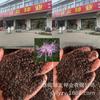 Sementes de Centáurea Perene no Atacado de Várias Regiões, Sementes de Dianthus Multicolores, Flores Medicinais, Flores de Trigo Gigantes, Sementes para Jardinagem