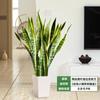 Orquídea Tigre com Borda Dourada Planta Verde em Vaso Suculenta Grande para Interior Fácil de Cuidar Todas as Estações Sala de Estar Absorvedora de Formaldeído Planta Grande em Vaso